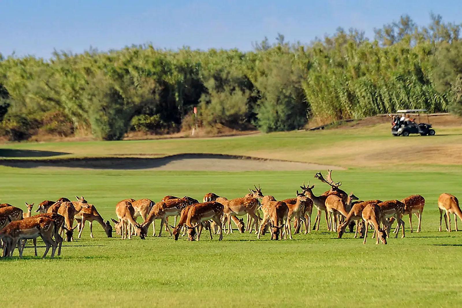 Albarella Golf Links