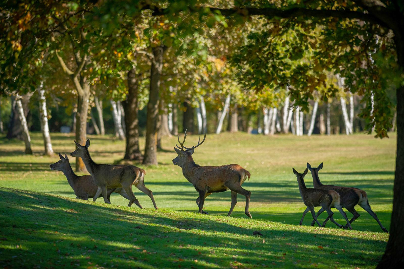 Royal Park Golf I Roveri